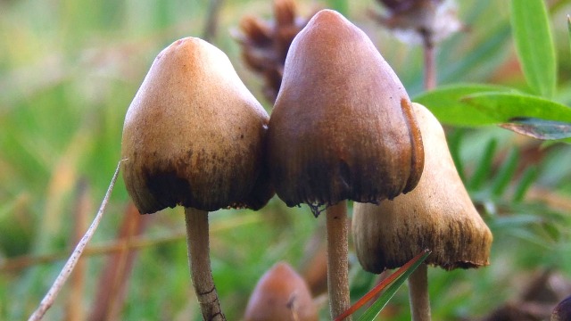shrooms